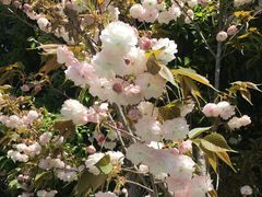 -南汇桃花村