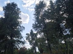 -九科绿洲