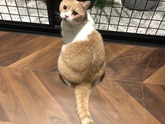 -曲阳花鸟市场(曲阳路店)