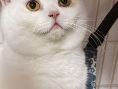 -灵美宠物诊所