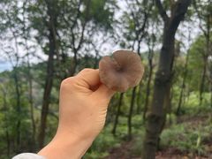 -羚羊峡古栈道森林公园