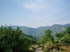 -鱼子山桑葚生态采摘园