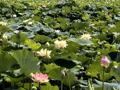 -焦岗湖旅游度假区