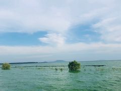 -合肥滨湖国家森林公园