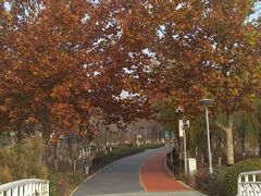 -大兴滨河森林公园