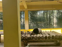 -杭州野生动物世界