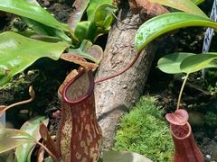 -国家植物园南园