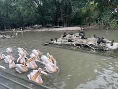 -广州长隆飞鸟乐园