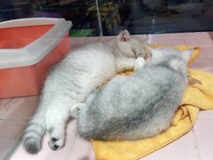 -FAELING PETS美天灵宠物(富力广场店)