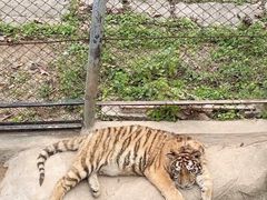 -深圳野生动物园