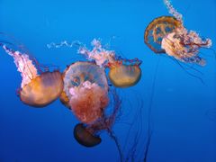 -太平洋海底世界