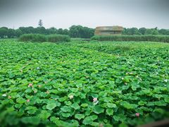 -荷塘月色湿地公园·向阳花洲