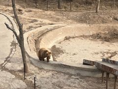-青藏高原野生动物园