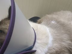 -宠颐生汉谟拉比宠物医院