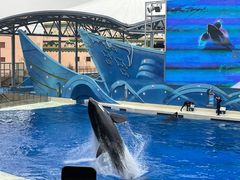 -上海海昌海洋公园