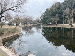 -上海共青森林公园