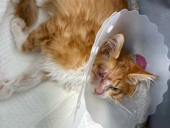 -纳吉亚猫专科动物诊疗中心(蒋宅口分院)