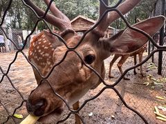 -长白岛森林公园