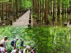 -桤木河湿地公园