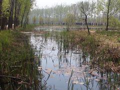 -微山湖红荷湿地景区