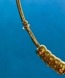 -菜百首饰(朝阳店)