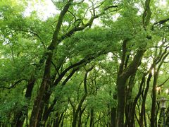 -武汉大学-樱园