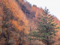 -硗碛藏寨·神木垒景区