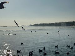 -包头南海湿地景区