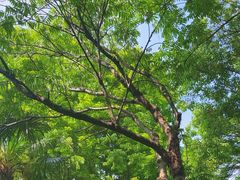 -大蜀山国家森林公园