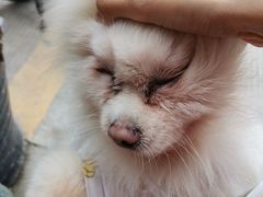 -瑞派宠物医院(搏威敦和院)