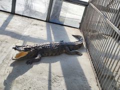 -秦皇岛野生动物园