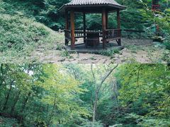 -天女山森林公园