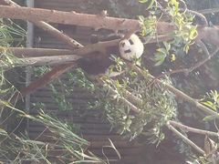 iphone_upload_pic-成都大熊猫繁育研究基地