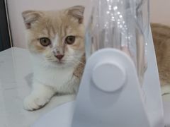 -糯米喵星人·撸猫猫舍咖啡馆(西市场嘉华店)