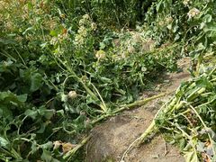 -中国天府农业博览园