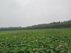 -西青郊野公园