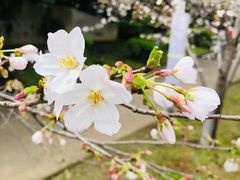 -武汉大学-樱园