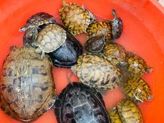 -青石桥市场北1-27号