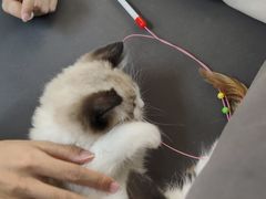 -lincat·猫舍(广州店)