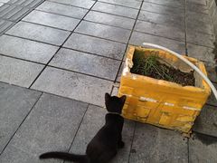 -金科花卉市场