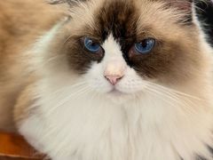 -平行世界·猫咖(首经贸店)