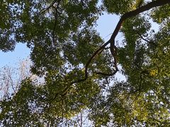 -上海共青森林公园