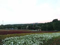 -大塘金香草谷