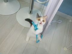 -喵的天空名猫咖啡馆·撸猫·猫舍·用品