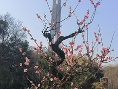 -南京古林公园