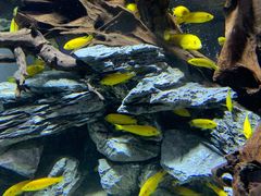 -迪拜水族馆及水下动物园