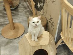 -楼上猫咖(罗湖店)