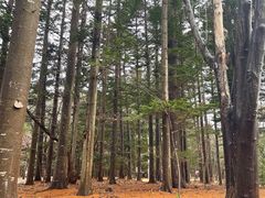 -北海道神宫