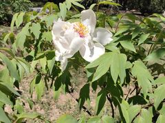 -香山公园-东宫门售票处