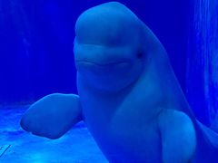 -多彩贵州城极地海洋世界